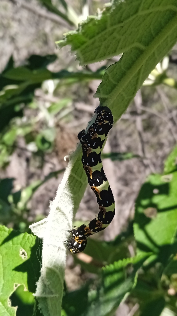 Acronyctodes leonilaria