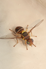 Bactrocera dorsalis