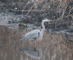 Ardea herodias