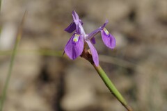 Moraea elliotii