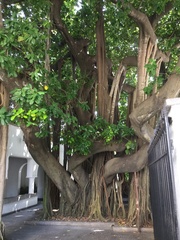 Ficus benghalensis