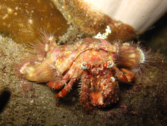 Dardanus pedunculatus