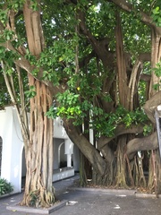 Ficus benghalensis