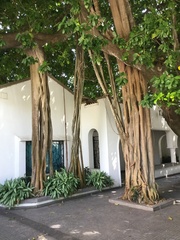Ficus benghalensis