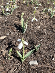 Galanthus
