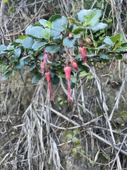 Ribes speciosum
