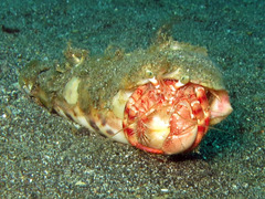 Dardanus pedunculatus