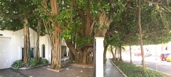 Ficus benghalensis
