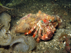 Dardanus pedunculatus