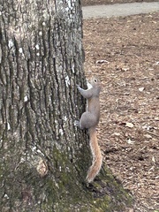 Sciurus carolinensis