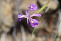 Moraea elliotii