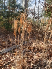 Andropogon gyrans