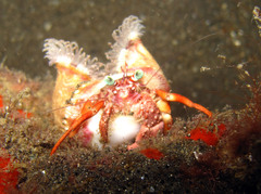 Dardanus pedunculatus