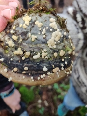 Trichoderma pulvinatum