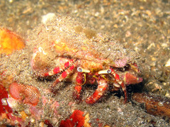 Dardanus sanguinolentus