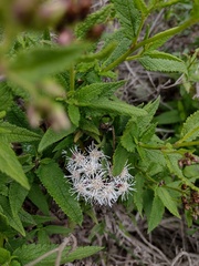 Aristeguietia salvia