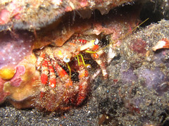 Dardanus sanguinolentus