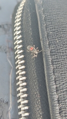 Stenomacra marginella