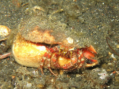 Dardanus sanguinolentus