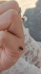 Stenomacra marginella