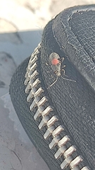 Stenomacra marginella