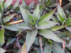 Callisia fragrans