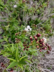 Aristeguietia salvia