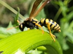Polistes dominula