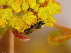 Ascogaster