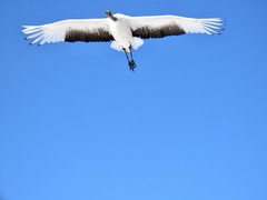 Grus japonensis