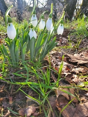 Galanthus