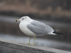 Larus delawarensis