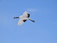 Grus japonensis