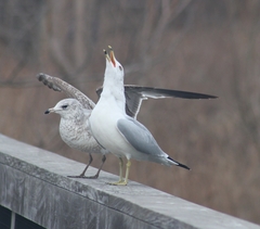 Larus delawarensis