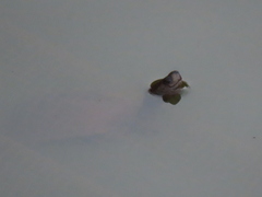 Melanochelys trijuga