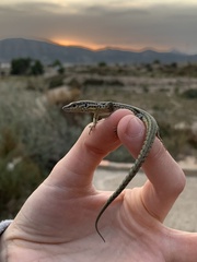 Podarcis hispanicus