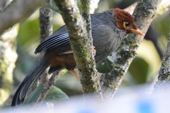 Pterorhinus treacheri