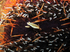 Gnathophylloides mineri