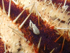 Gnathophylloides mineri