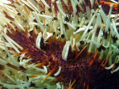 Gnathophylloides mineri