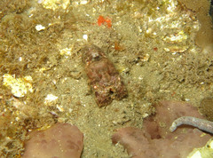 Gibbularctus gibberosus