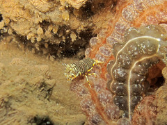 Gnathophyllum americanum