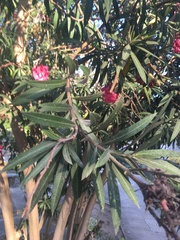 Nerium oleander