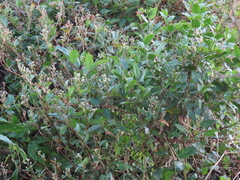 Persicaria chinensis