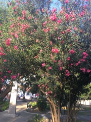 Nerium oleander