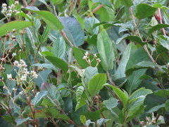 Persicaria chinensis
