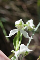 Disperis wealei