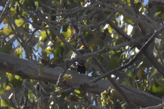 Melanerpes aurifrons