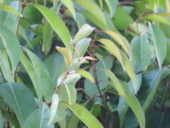 Actinodaphne