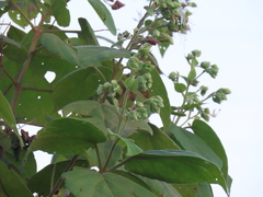 Clerodendrum infortunatum